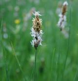 ostřice dvouřadá <i>(Carex disticha)</i> / Květ/Květenství