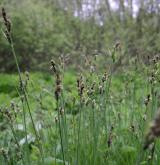 ostřice Hartmanova <i>(Carex hartmanii)</i> / Květ/Květenství