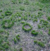 ostřice nízká <i>(Carex humilis)</i> / Habitus