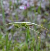 ostřice bledavá <i>(Carex pallescens)</i> / Květ/Květenství