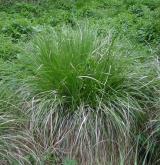 ostřice latnatá <i>(Carex paniculata)</i> / Habitus