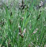 ostřice časná <i>(Carex praecox)</i> / Habitus