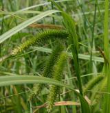 ostřice nedošáchor <i>(Carex pseudocyperus)</i> / Habitus