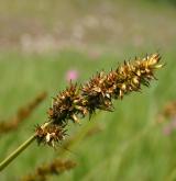 ostřice liščí <i>(Carex vulpina)</i> / Plod