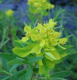 pryšec lesklý <i>(Euphorbia lucida)</i> / Květ/Květenství