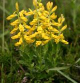 kručinka německá <i>(Genista germanica)</i> / Habitus