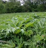 bolševník velkolepý <i>(Heracleum mantegazzianum)</i> / Habitus