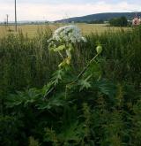 bolševník velkolepý <i>(Heracleum mantegazzianum)</i> / Habitus