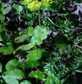mokrýš střídavolistý <i>(Chrysosplenium alternifolium)</i> / Habitus