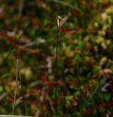 ostřice chudokvětá <i>(Carex pauciflora)</i> / Habitus