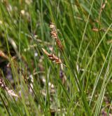 ostřice bažinná <i>(Carex limosa)</i> / Habitus