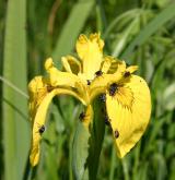 kosatec žlutý <i>(Iris pseudacorus)</i> / Květ/Květenství