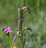 vstavač kukačka <i>(Orchis morio)</i> / Plod