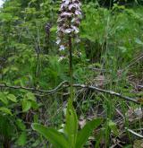 vstavač nachový  <i>(Orchis purpurea)</i> / Habitus