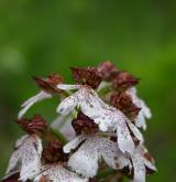 vstavač nachový  <i>(Orchis purpurea)</i> / Květ/Květenství