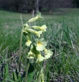 prvosenka vyšší <i>(Primula elatior)</i> / Habitus