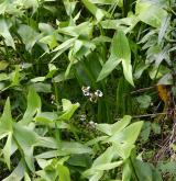 šípatka střelolistá <i>(Sagittaria sagittifolia)</i> / Habitus
