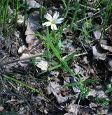 ptačinec velkokvětý <i>(Stellaria holostea)</i> / Habitus