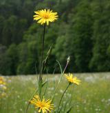 kozí brada východní <i>(Tragopogon orientalis)</i> / Habitus