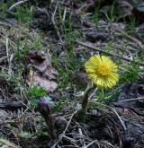 podběl lékařský <i>(Tussilago farfara)</i>