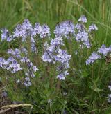 rozrazil rozprostřený <i>(Veronica prostrata)</i> / Habitus