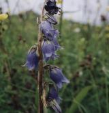 zvonek vousatý <i>(Campanula barbata)</i> / Květ/Květenství