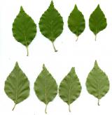 bříza daurská <i>(Betula dahurica)</i> / List