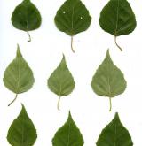 bříza širolistá <i>(Betula platyphylla)</i> / List