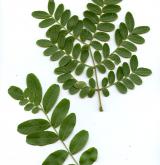 dřezovec japonský <i>(Gleditsia japonica)</i> / List