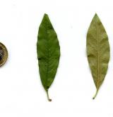 kdoulovec čínský <i>(Chaenomeles cathayensis)</i> / List