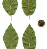 střemcha Maackova <i>(Prunus maackii)</i> / List