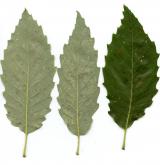 dub cizí <i>(Quercus aliena)</i> / List
