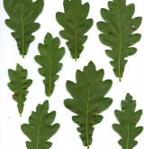 dub Hartwissův <i>(Quercus hartwissiana)</i> / List