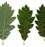 dub gruzínský <i>(Quercus iberica)</i> / List