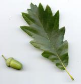 dub gruzínský <i>(Quercus iberica)</i> / Plod