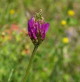 kozinec vičencovitý <i>(Astragalus onobrychis)</i> / Květ/Květenství