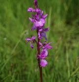 vstavač bahenní  <i>(Orchis palustris)</i> / Květ/Květenství