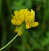 štírovník bažinný <i>(Lotus uliginosus)</i> / Květ/Květenství