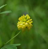 jetel zlatý <i>(Trifolium aureum)</i> / Květ/Květenství