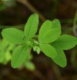 jetel zlatý <i>(Trifolium aureum)</i> / List