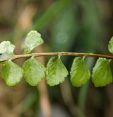 sleziník nepravý <i>(Asplenium adulterinum)</i> / List