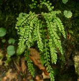 sleziník zelený <i>(Asplenium viride)</i> / Habitus