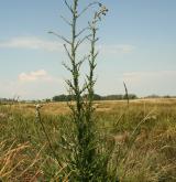 pcháč žlutoostenný <i>(Cirsium brachycephalum)</i>