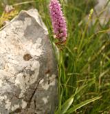 pětiprstka vonná <i>(Gymnadenia odoratissima)</i> / Habitus