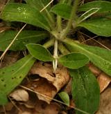jestřábník velkoúborný <i>(Hieracium macranthum)</i> / Habitus
