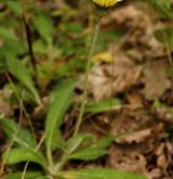jestřábník velkoúborný <i>(Hieracium macranthum)</i> / Habitus