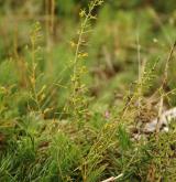 lněnka větevnatá <i>(Thesium ramosum)</i> / Habitus