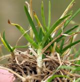 lipnice roční <i>(Poa annua)</i> / Habitus