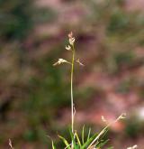 lipnice roční <i>(Poa annua)</i> / Květ/Květenství