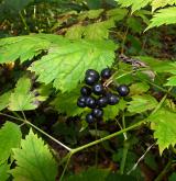 samorostlík klasnatý <i>(Actaea spicata)</i>